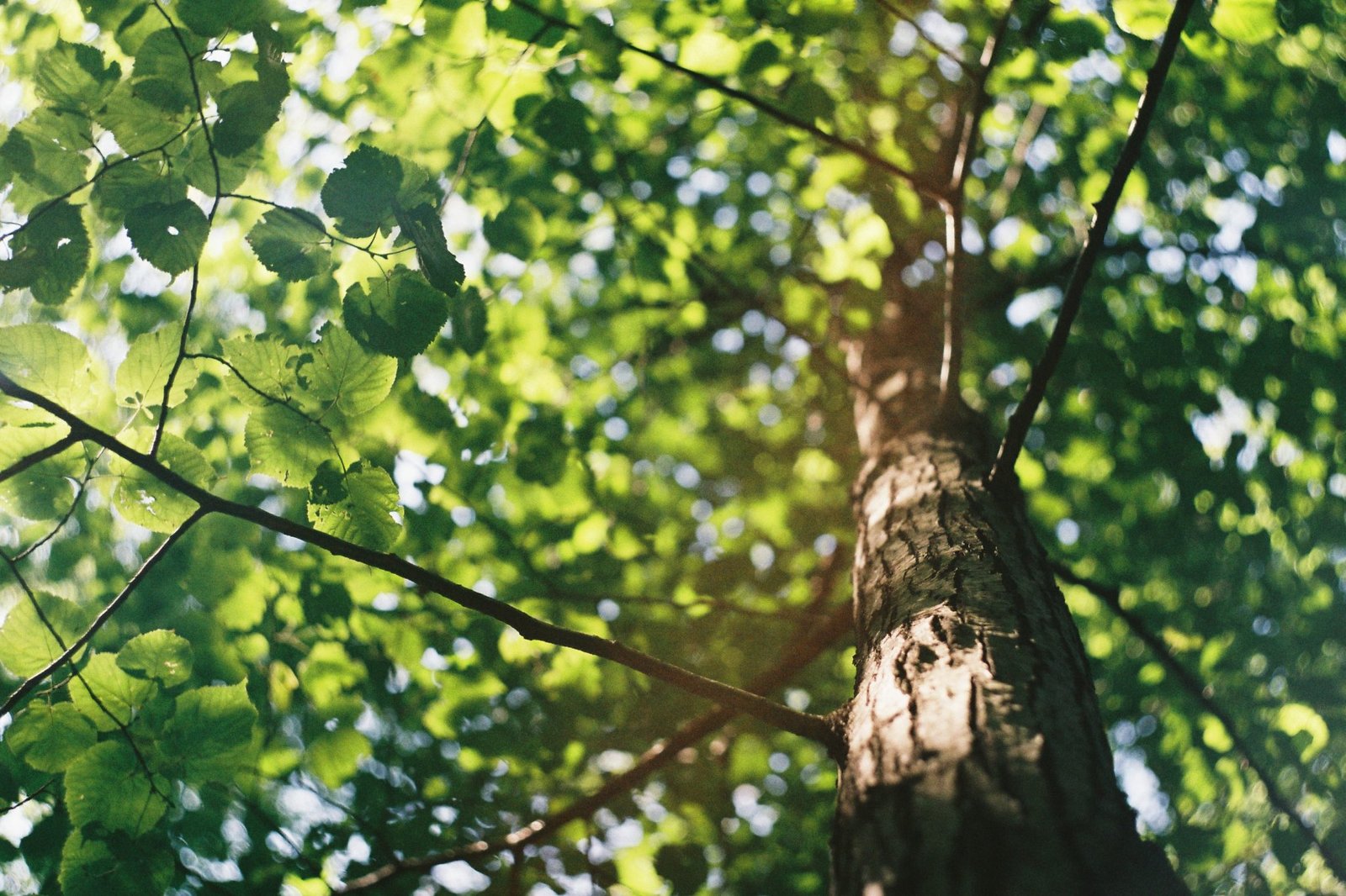 Affordable Tree Service – Tree Service Houston